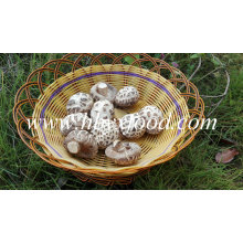 Flor seca de setas Shiitake Setas Precio de Exportación Total